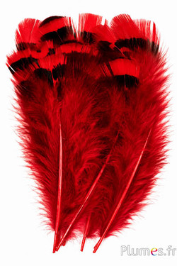 Fagiano Lady Armherst - 6-8 cm - rosso-nero